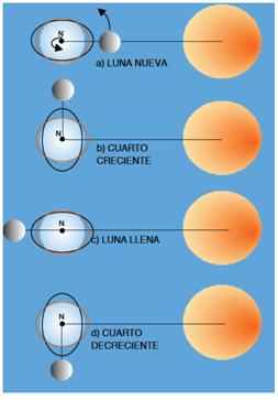 Les proporcions relatives de mida i distància del Sol, la Lluna i la Terra s’han modificat per una major claredat (Brown et al., 1989).